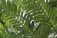 fernery