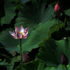 paradise flower