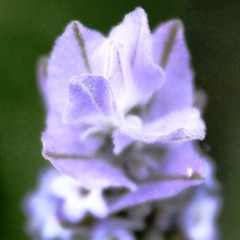 lavender