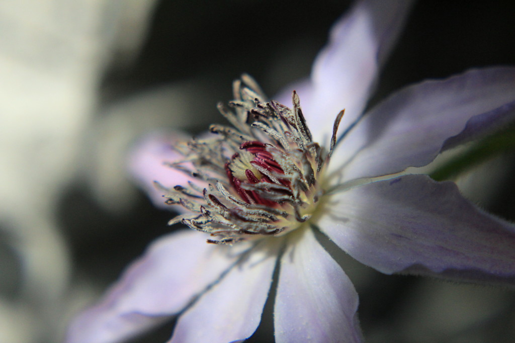 Clematis