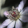 Clematis
