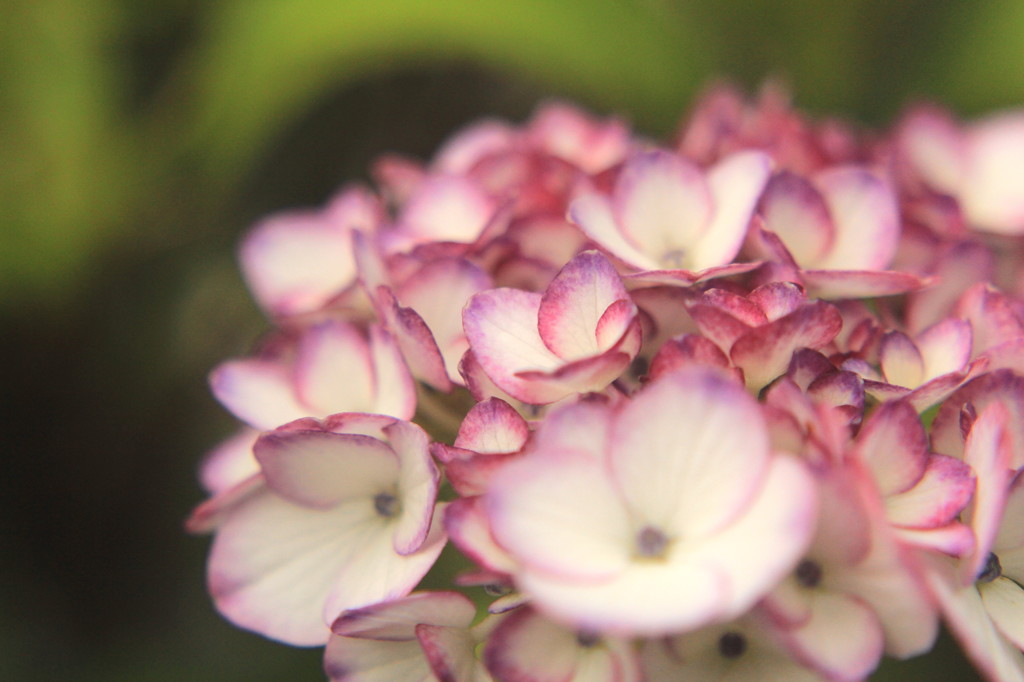hydrangea.2