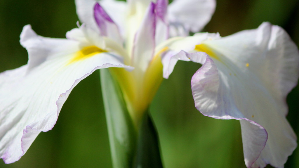 drape-iris