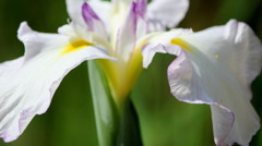 drape-iris