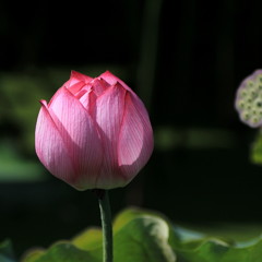 chubby pink