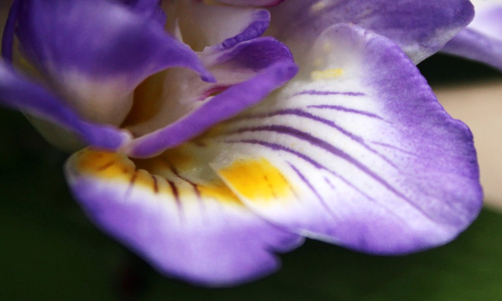 Freesia