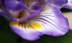 Freesia
