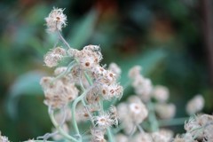 tenderly