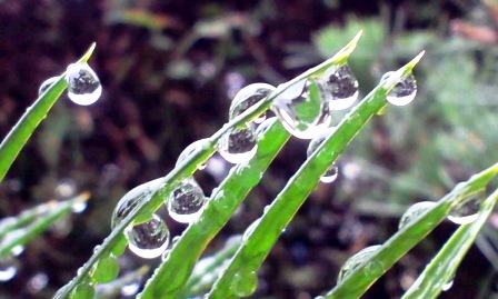 drops
