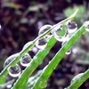 drops