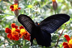 black butterfly