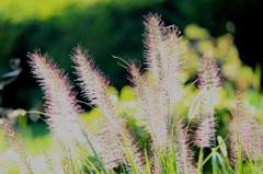 glittering tails