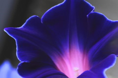 velvet-blue
