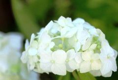 white hydrangea