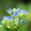 cleam-blue