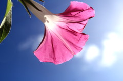 pink & bluesky