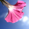 pink & bluesky