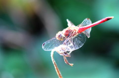 red dragonfly
