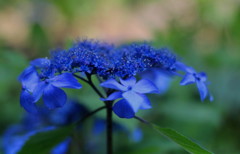 popping-blue