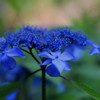 popping-blue