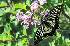 swallowtail in lilac 