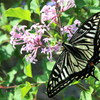 swallowtail in lilac 
