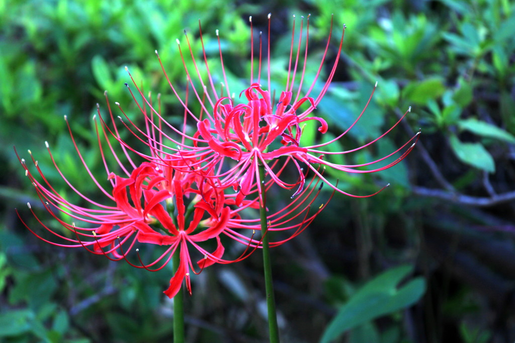 lycoris 2