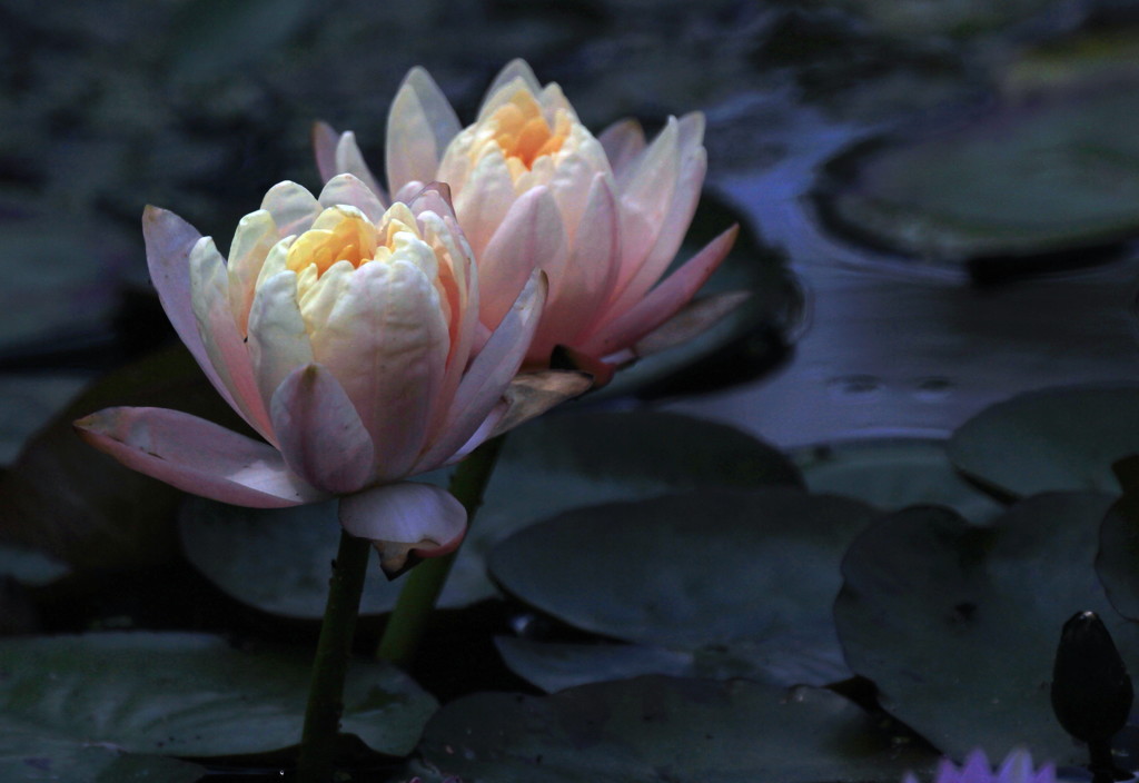 water lilies