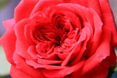 red petal