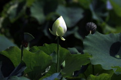 noble white