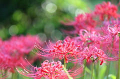 lycoris