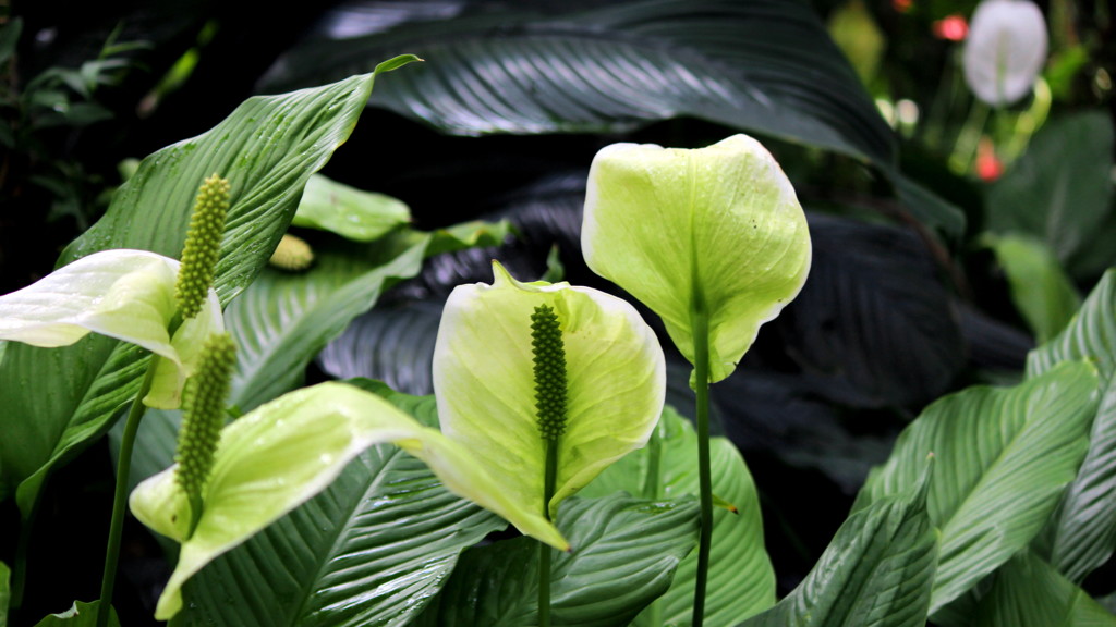 green-house