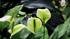green-house