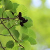 in a forest
