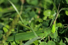 grasshopper