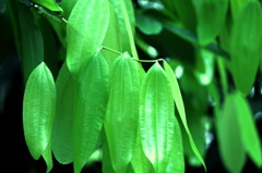 herbivorous