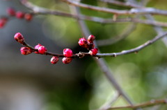 ume-baby