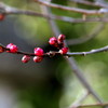 ume-baby