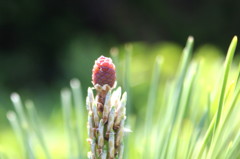 pine cone baby