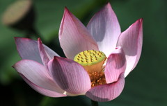 the calyx