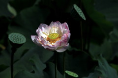 lotus flower