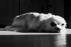 愛犬