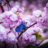 _DSC0053