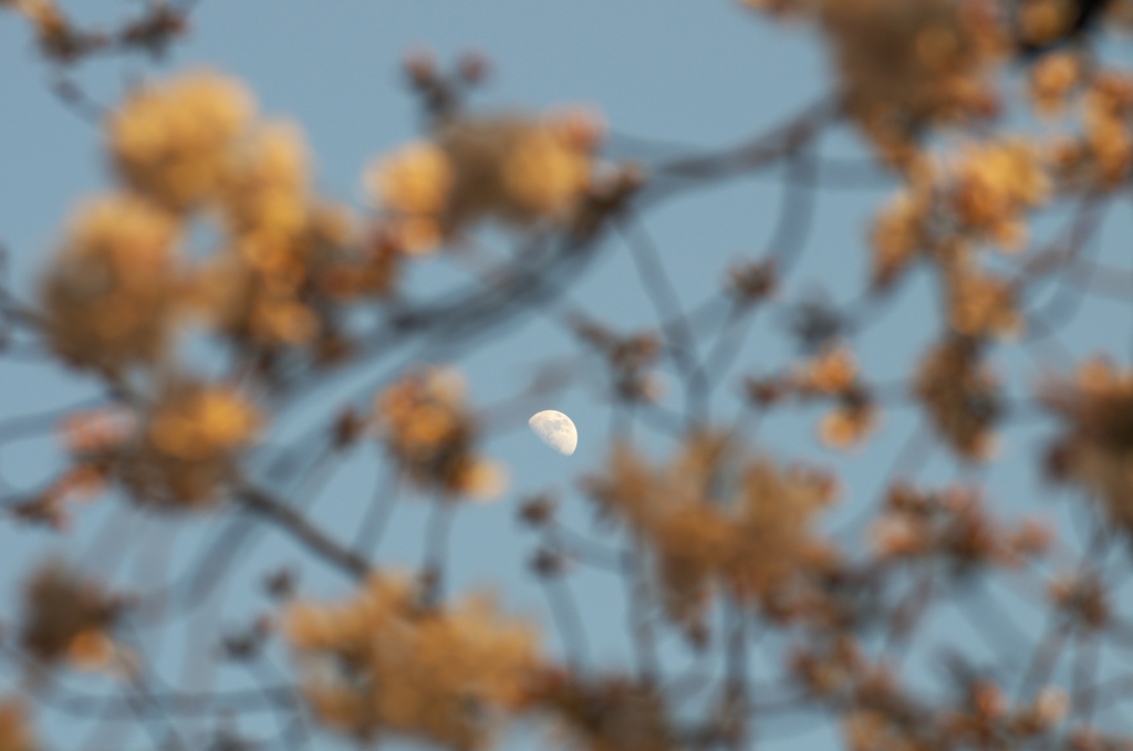 桜の中の月