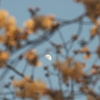 桜の中の月