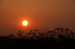 夕日