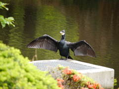 カワウ？