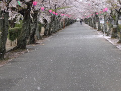 桜並木