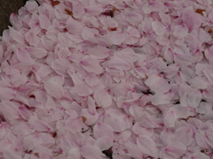 桜じゅうたん