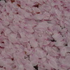 桜じゅうたん